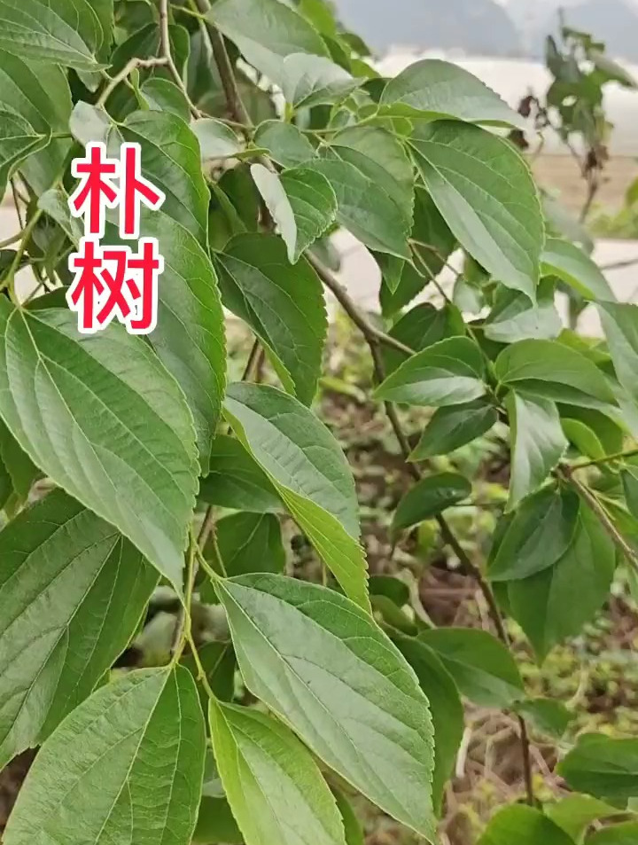 植物科普:朴树,你的家乡有这种植物吗?-度小视