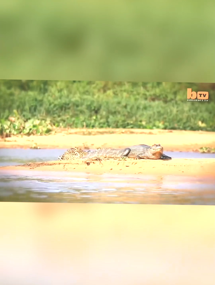 美洲豹猎杀凯门鳄鱼,凯门鳄简直就是鳄鱼界的耻辱!