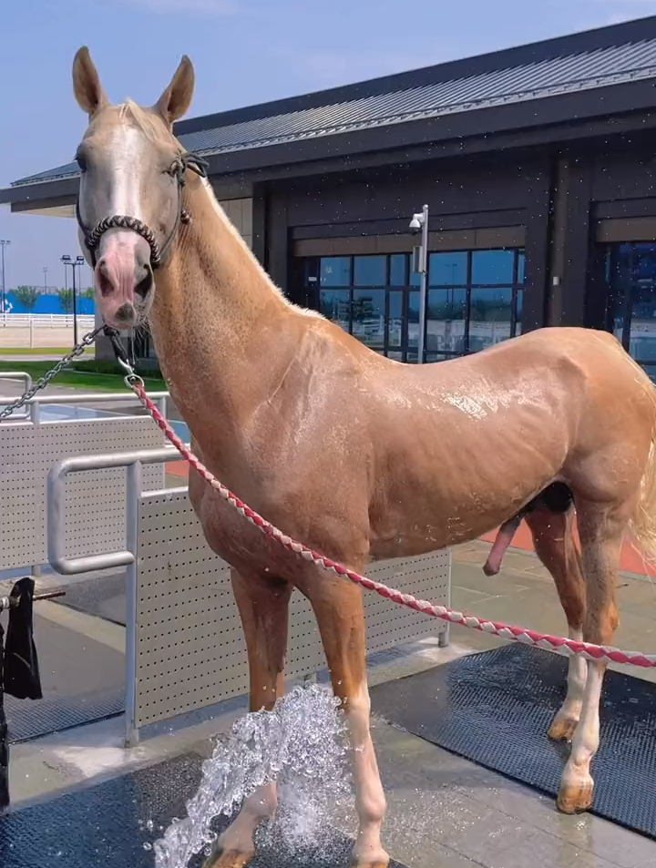 马背上的民族,汗x宝马土豪金,看到了美女就兴奋了