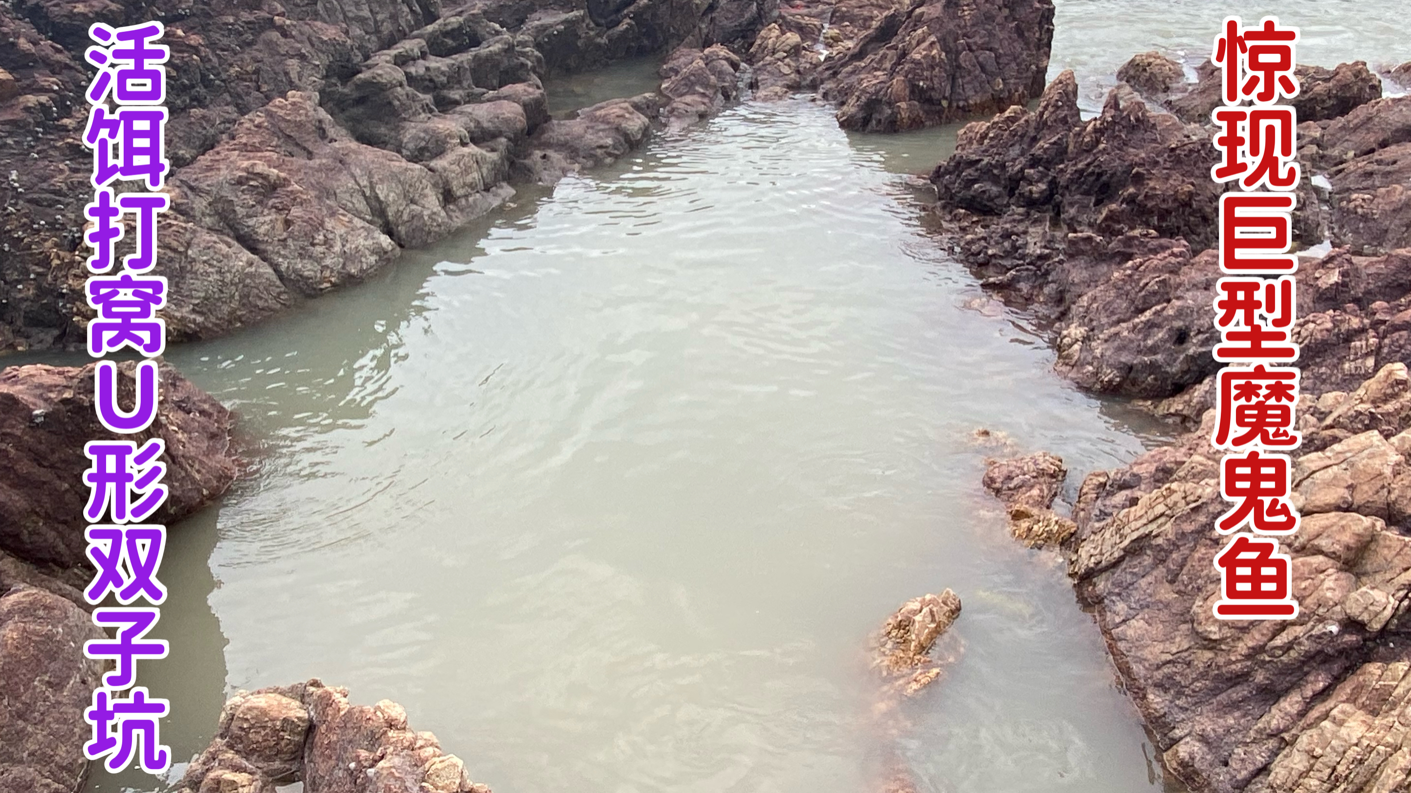 活饵打窝 惊现魔鬼鱼重达十几斤 海鲈鱼泛滥成灾 简直不要太幸福