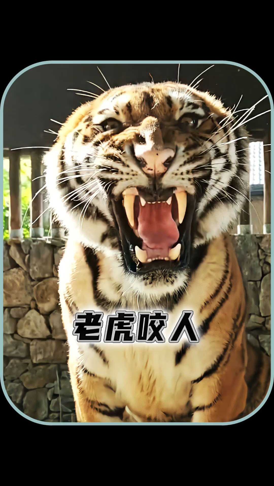 咬人的老虎最终会被怎么处理呢?