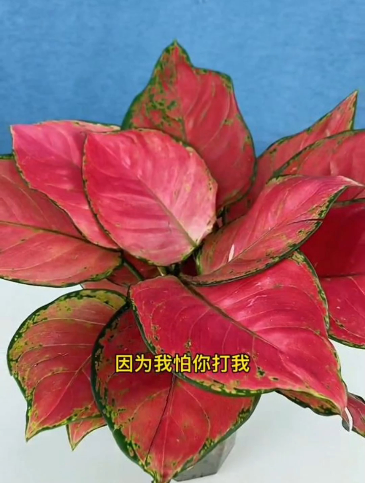 吉利红又叫如意皇后,寓意大吉大利,大红大火,非常好养活-度小视