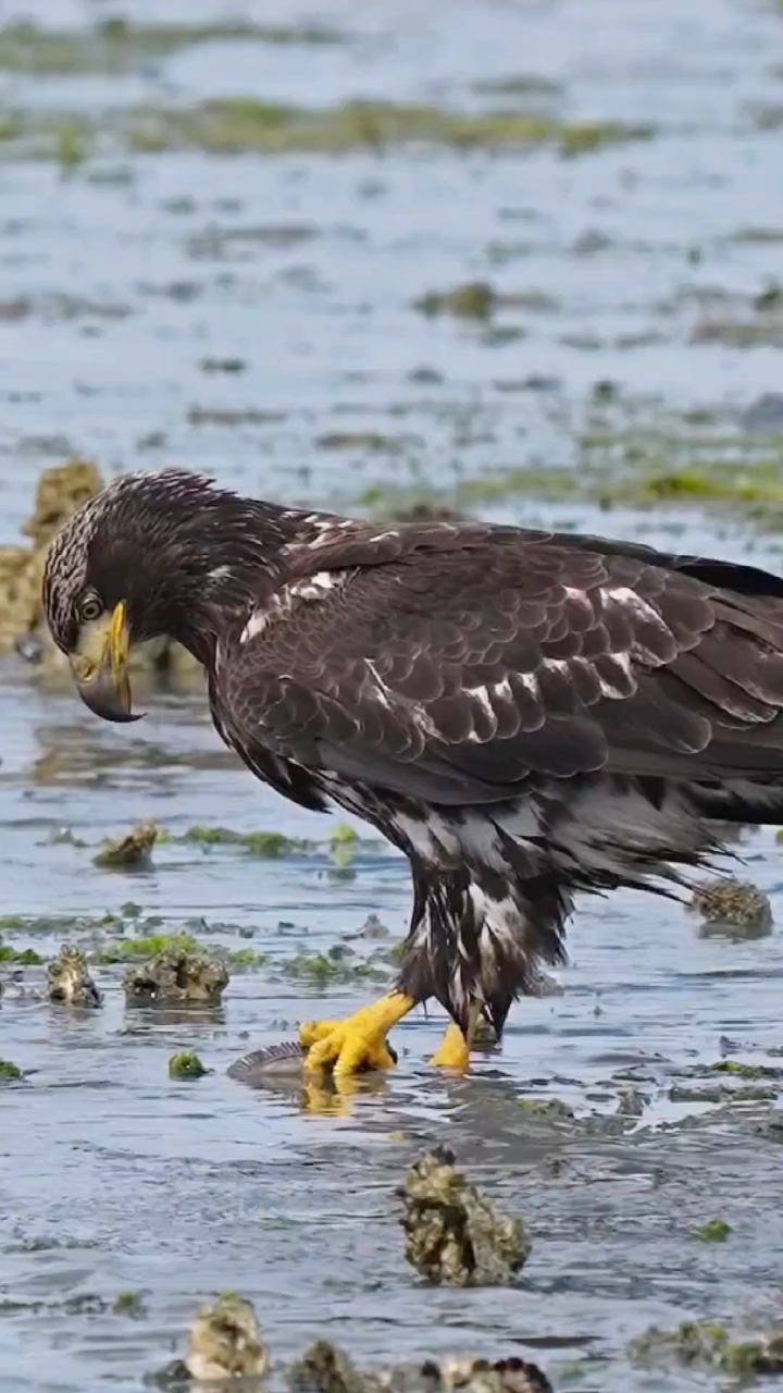 白头海雕捕食弹涂鱼