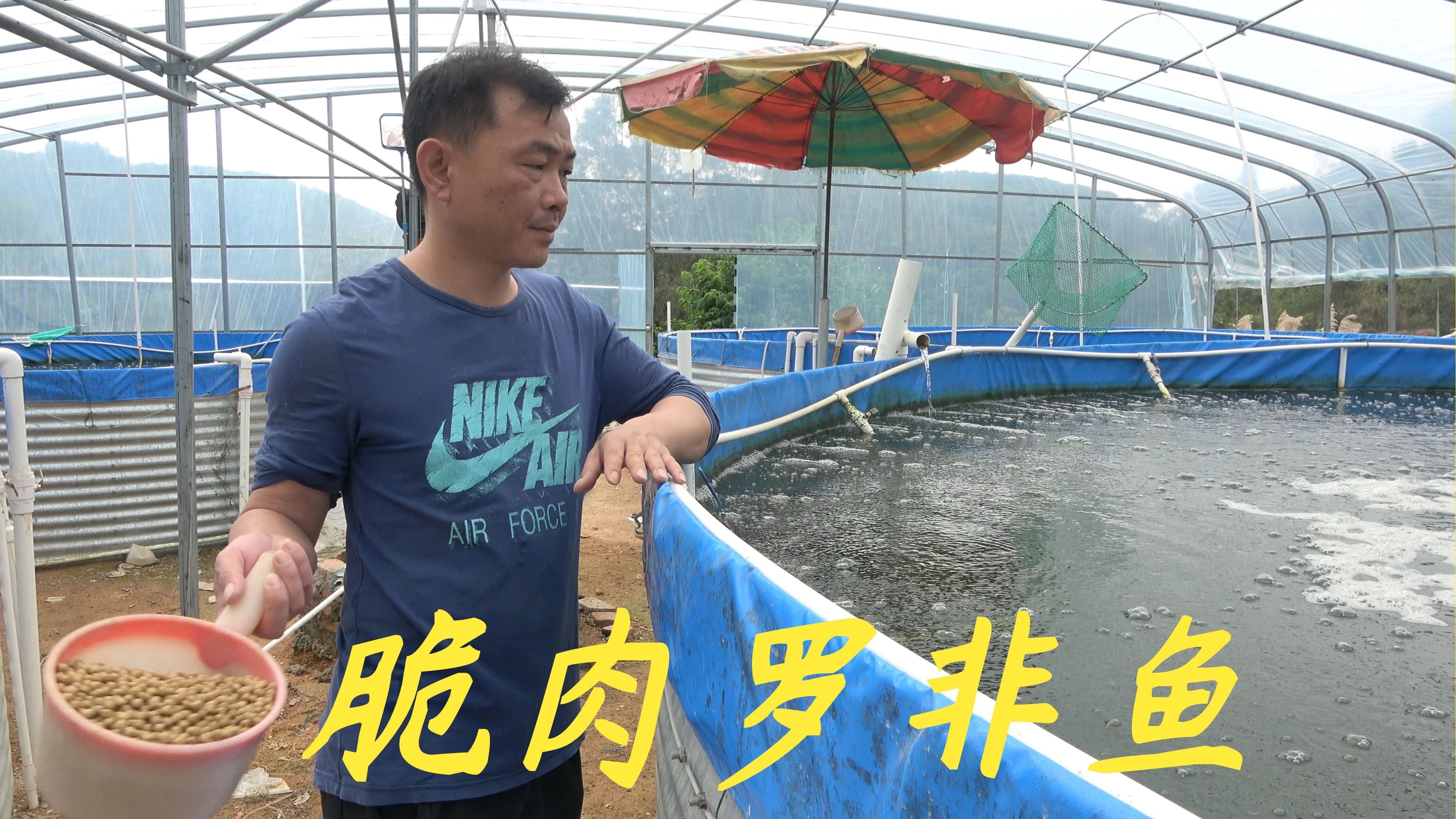 有很多网友想养殖脆肉罗非鱼,老林今天给大家讲讲