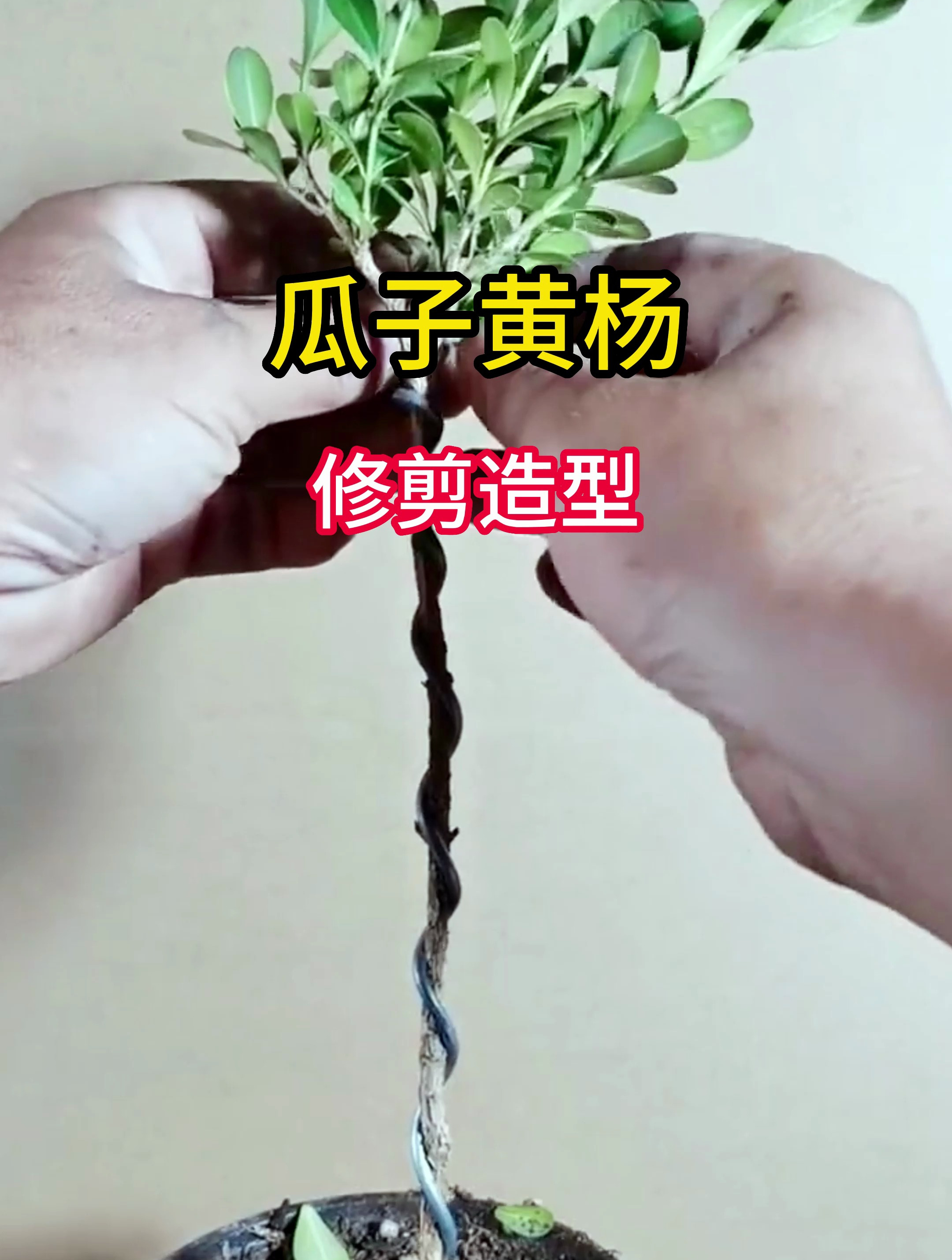 一分钟教你如何给瓜子黄杨做修剪造型,成品你爱了吗?