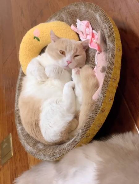 奶黄猫 肥猫躺 睡姿销魂这睡姿 无忧无虑真好-度小视