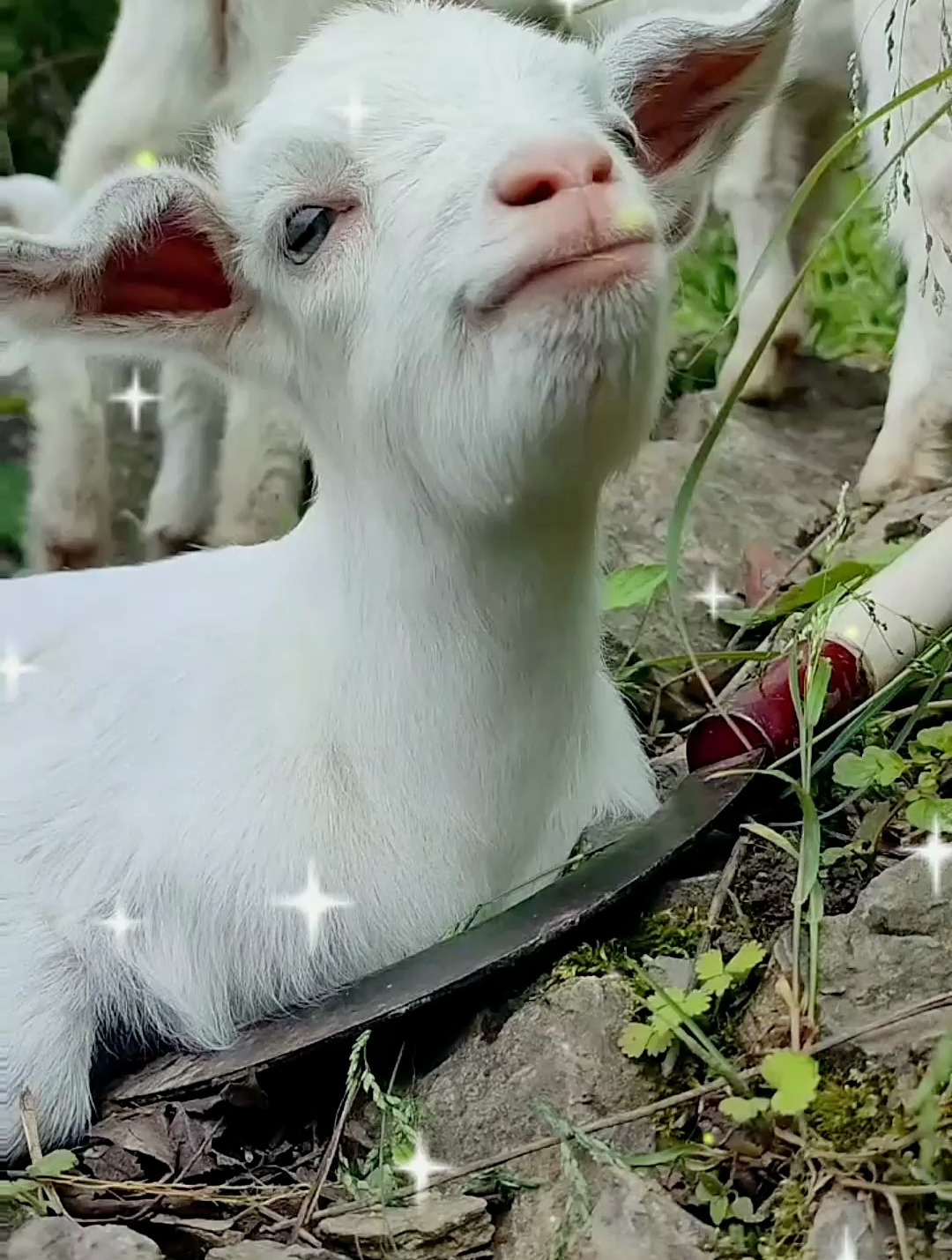 小羊羊傲娇的小表情!