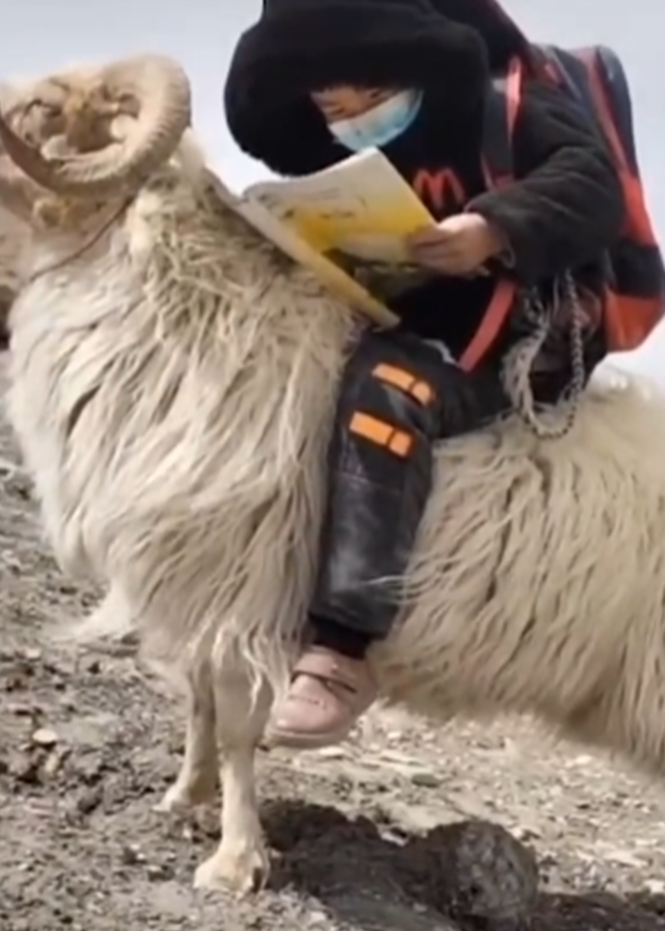 小孩骑在羊背上看书,羊抬头挺胸骄傲不已