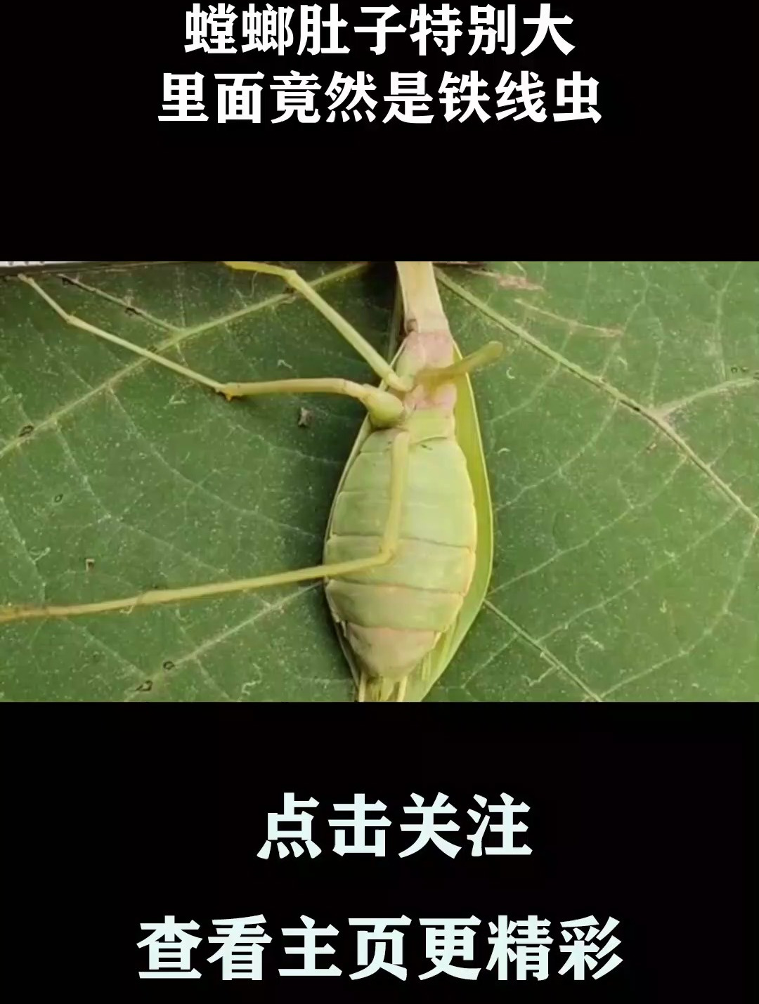 螳螂肚子特别大,里面竟然是铁线虫