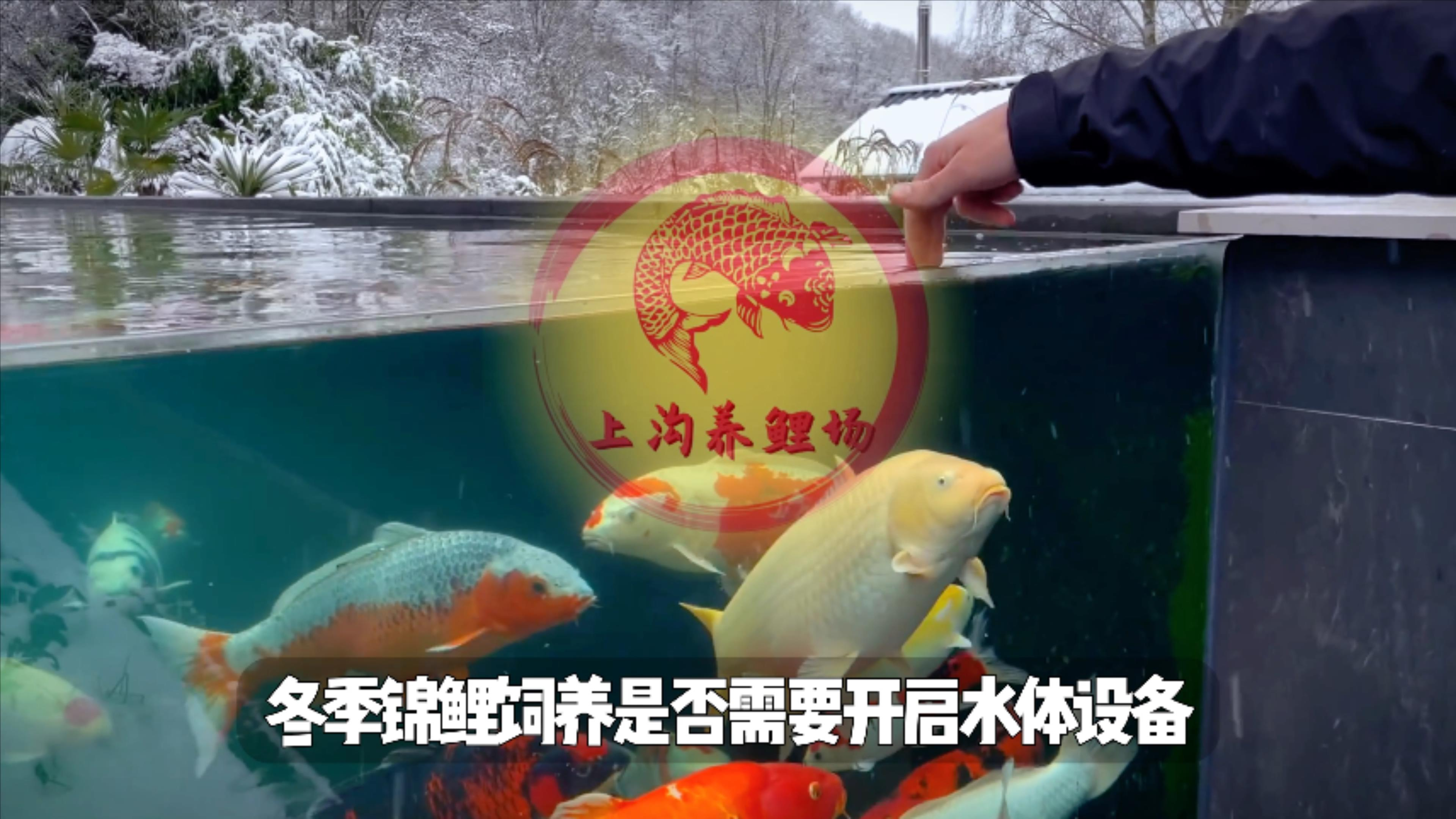 在低水温的冬季,锦鲤饲养设备比如过滤、增氧还需要继续开启吗?