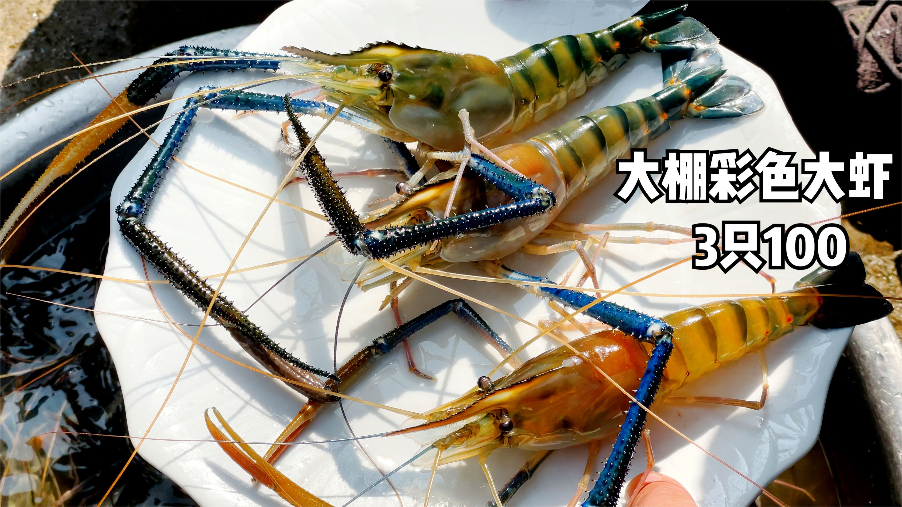 安徽大哥首创大棚养虾,彩色大虾3个一斤卖100,膏满黄肥赛澳龙!