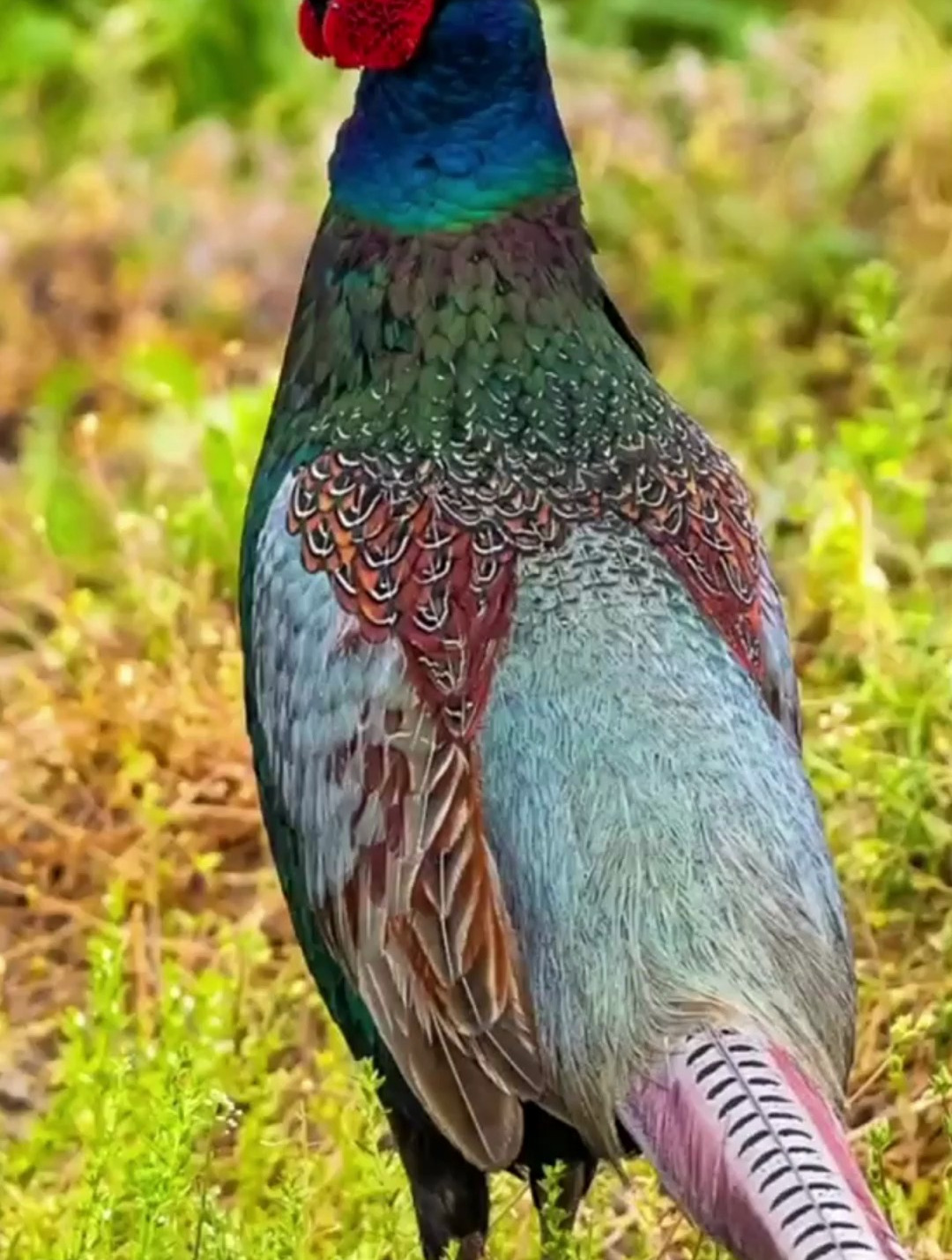 绿雉仅产于日本,有很多关于它的故事!