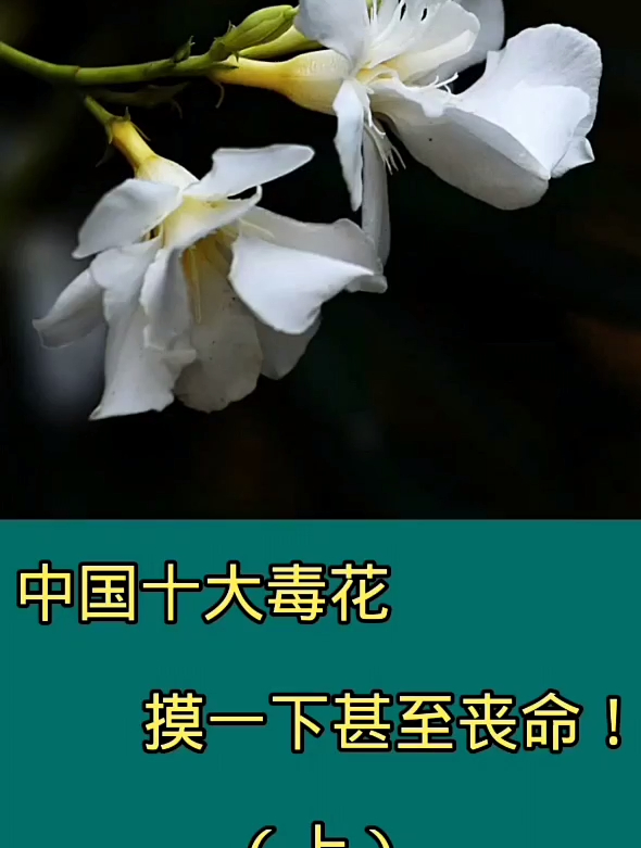 中国十大毒花,摸一下甚至丧命-度小视