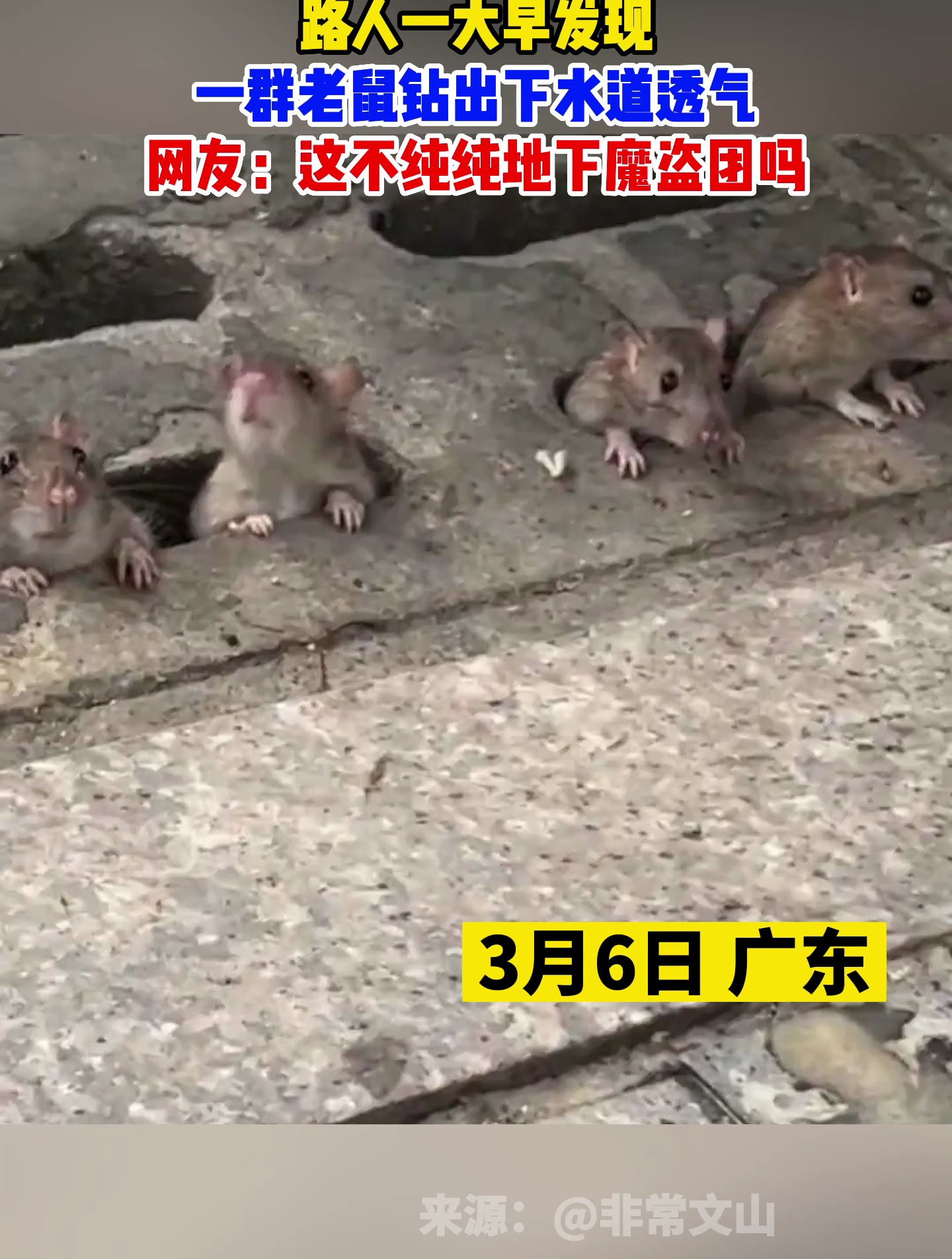 路人一大早发现,一群老鼠钻出下水道透气,不纯纯地下魔盗团吗!