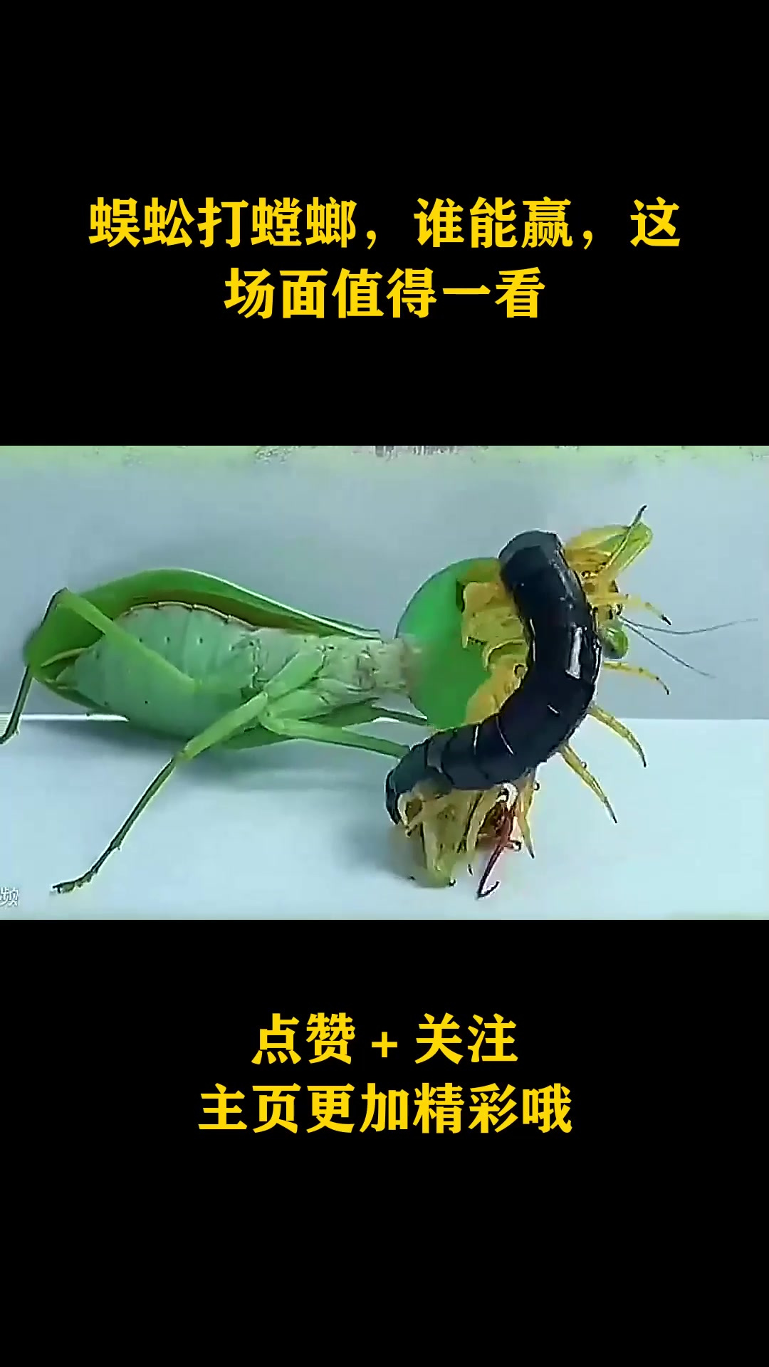 蜈蚣打螳螂,谁能赢,这场面值得一看
