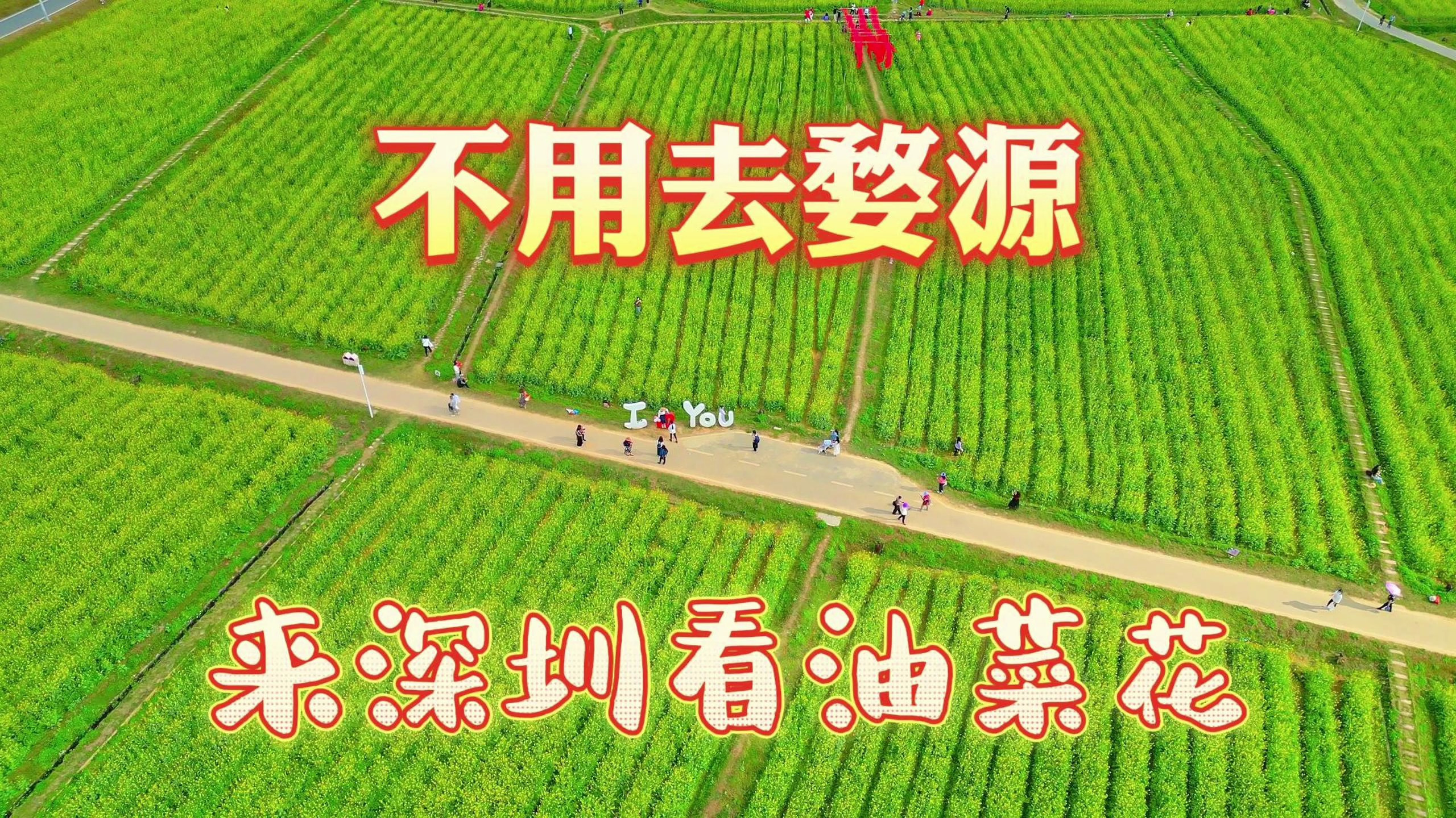 不用去婺源,深圳本地的油菜花盛开了,赏花指南收藏起来吧