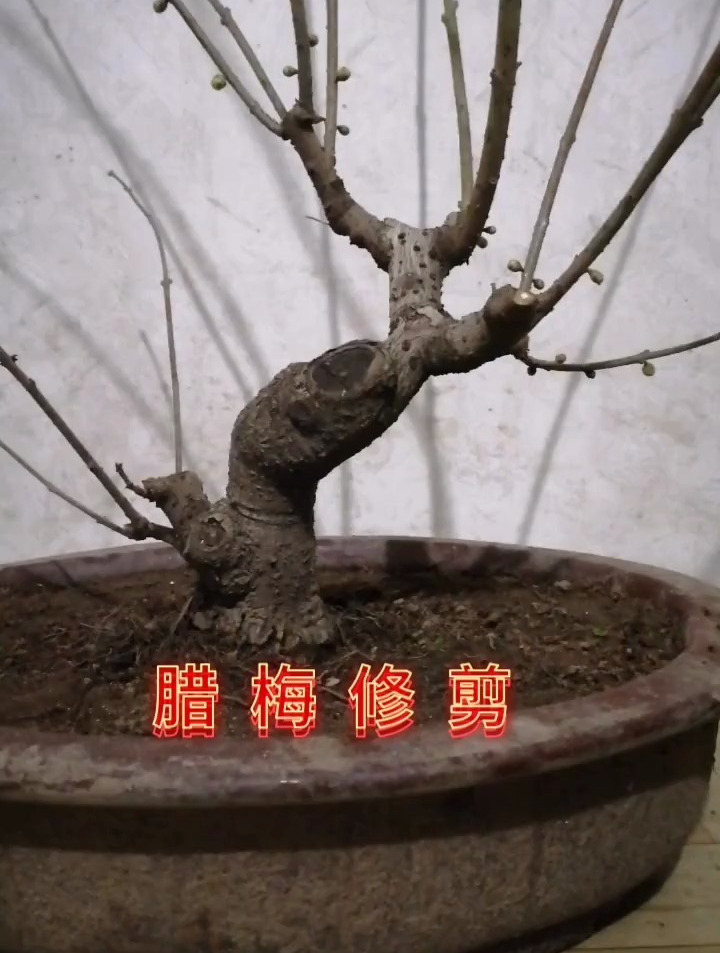 腊梅盆景修剪日常,修剪掉长枝条-度小视