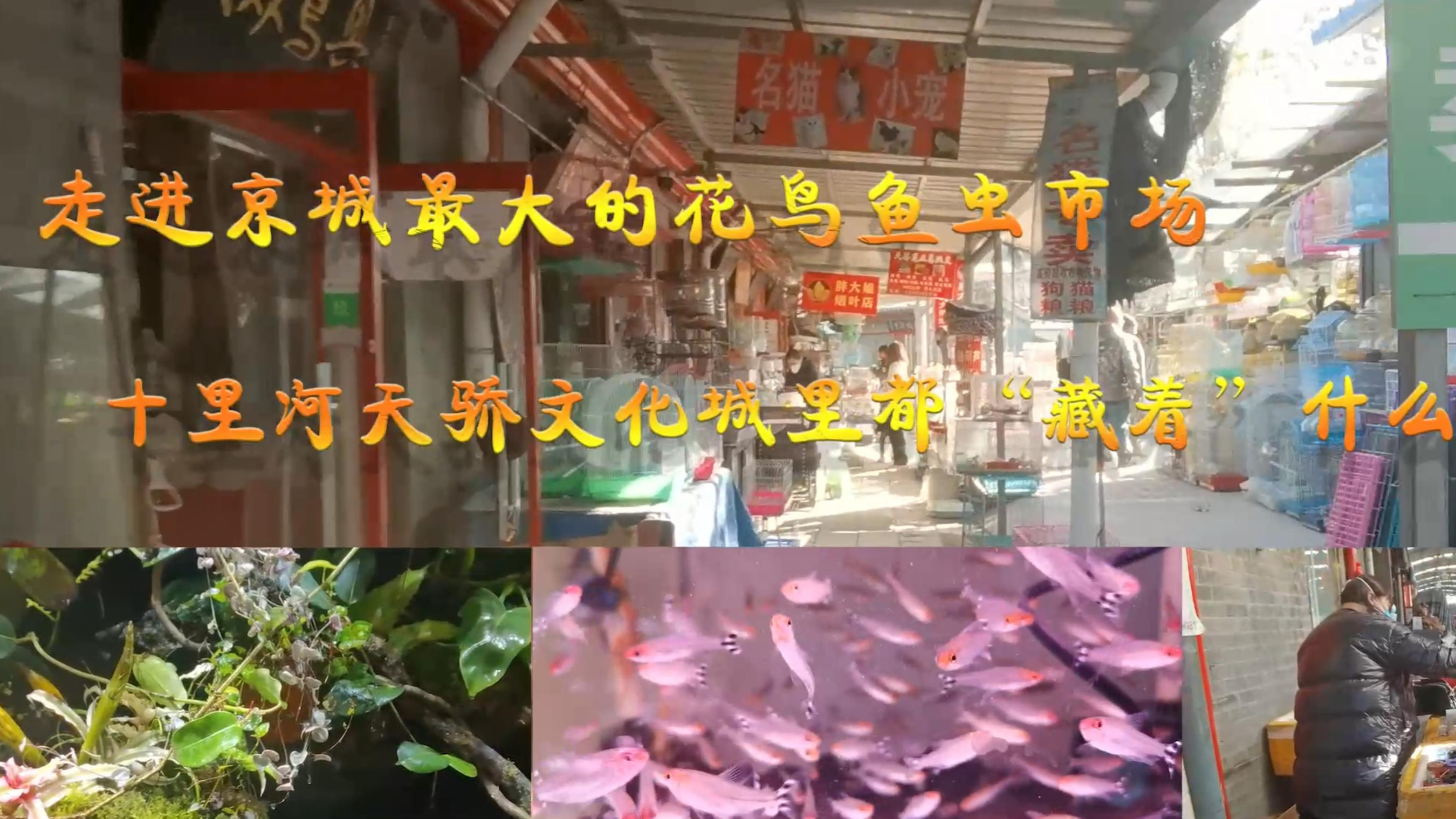北京人冬天都玩什么?看看京城最大花鸟市场里面都“藏着”啥宝贝
