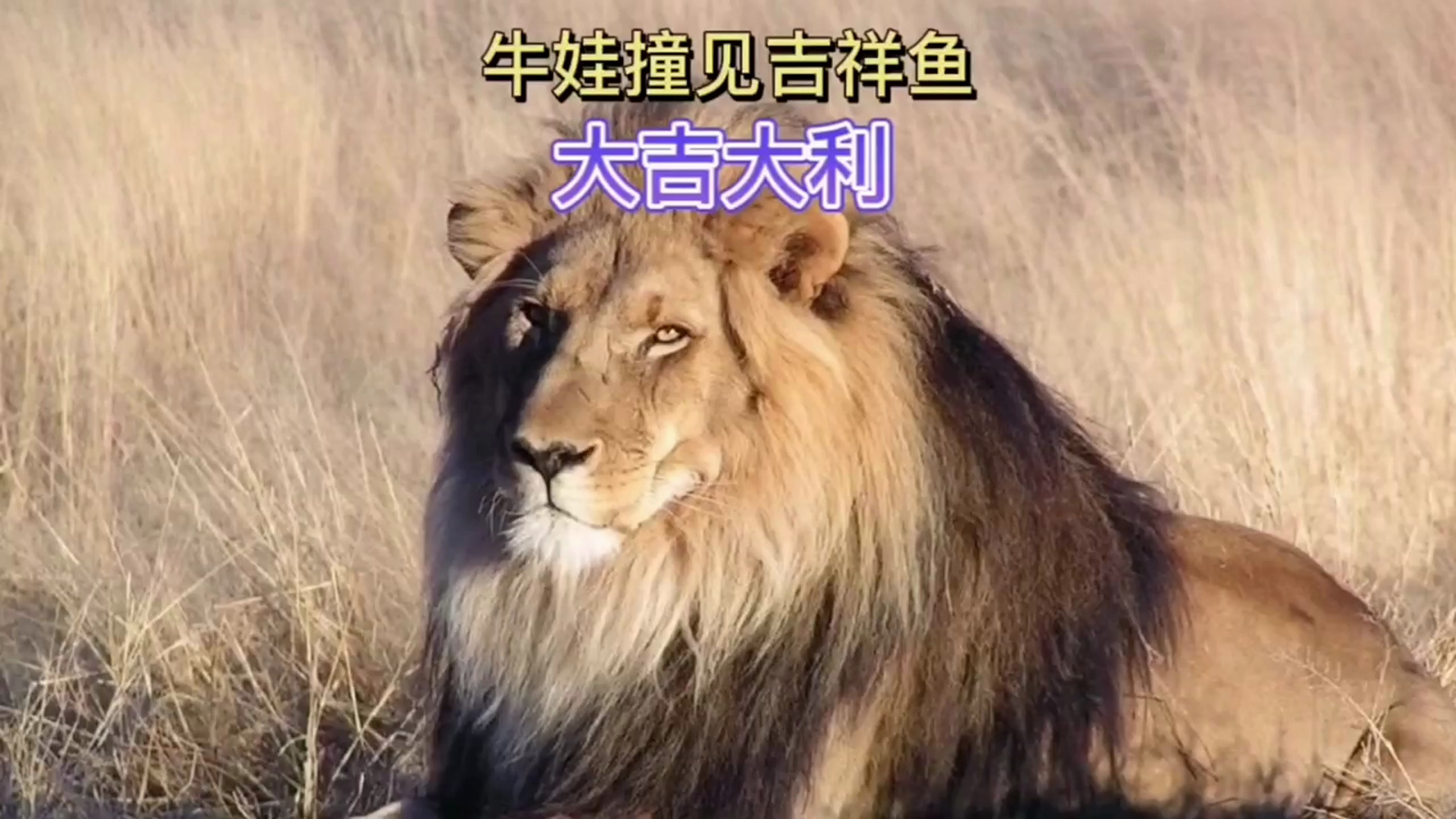 牛娃撞见吉祥鱼!