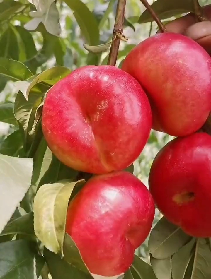 早熟紫霞油蟠桃树苗报价 早熟大果 产量还高-度小视