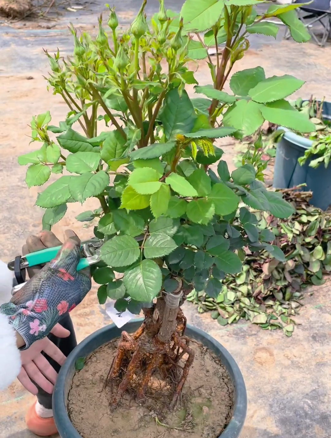 修剪一棵提根月季盆景