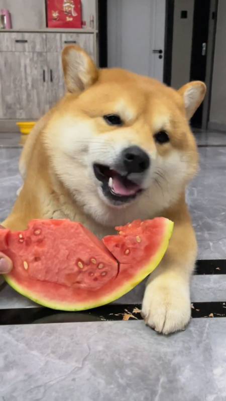 我家柴柴爱吃瓜,吃西瓜的声音太好听了