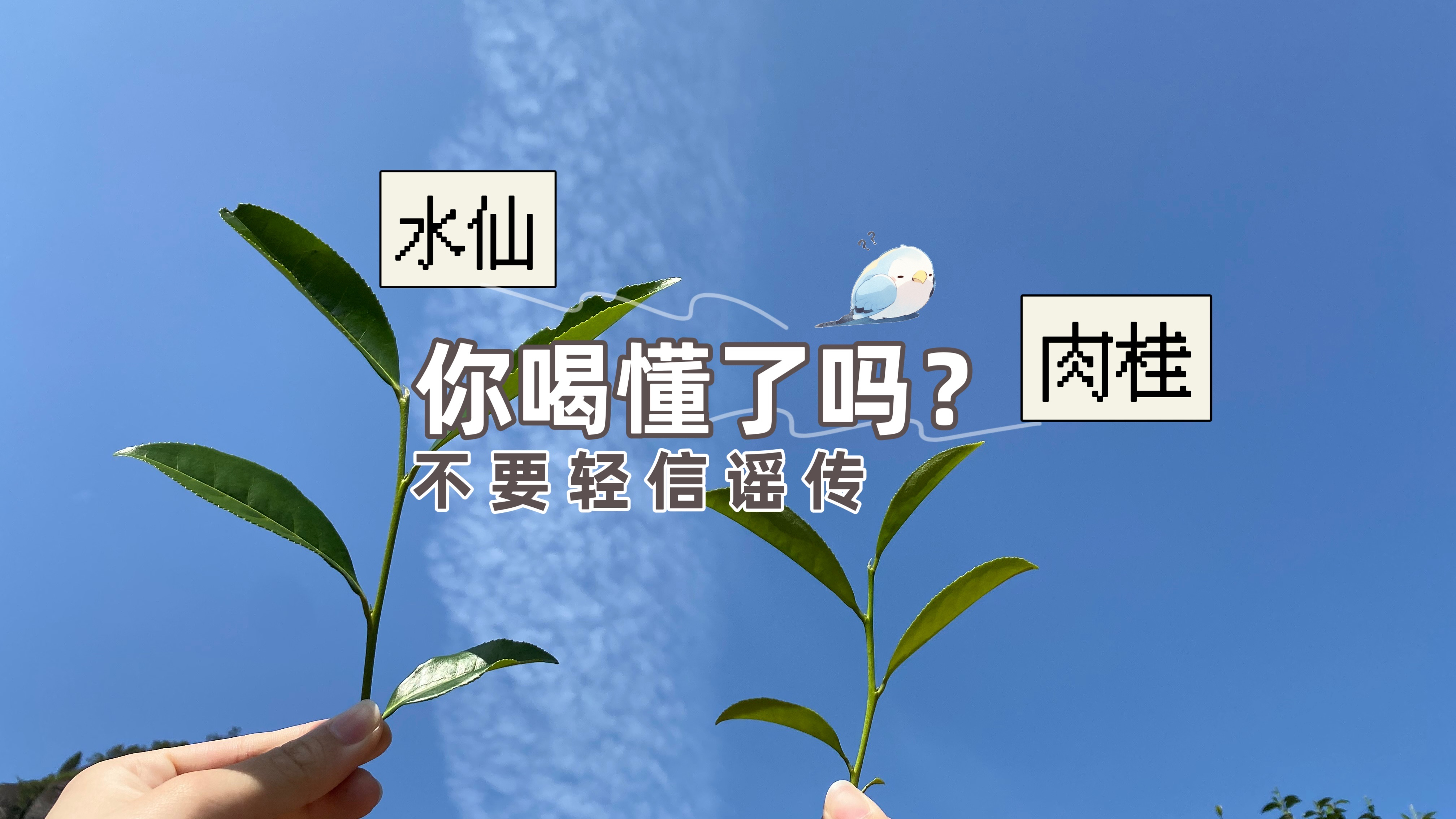 水仙肉桂的区别,你真的分清楚了吗?别在茶桌上闹了笑话!