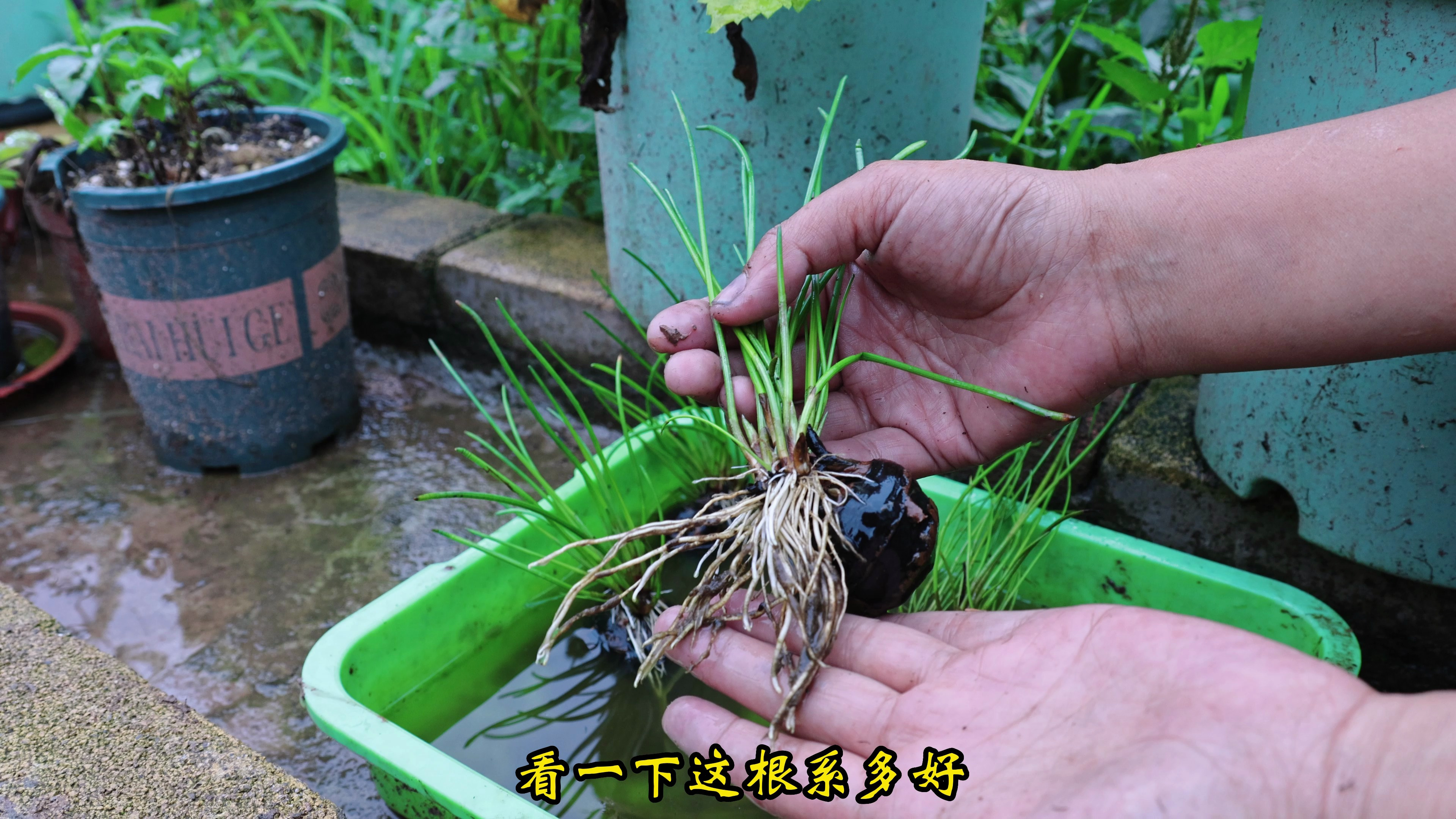 丢了几个马蹄在水里发芽了，种到花盆观赏不错，秋天还能收获更多