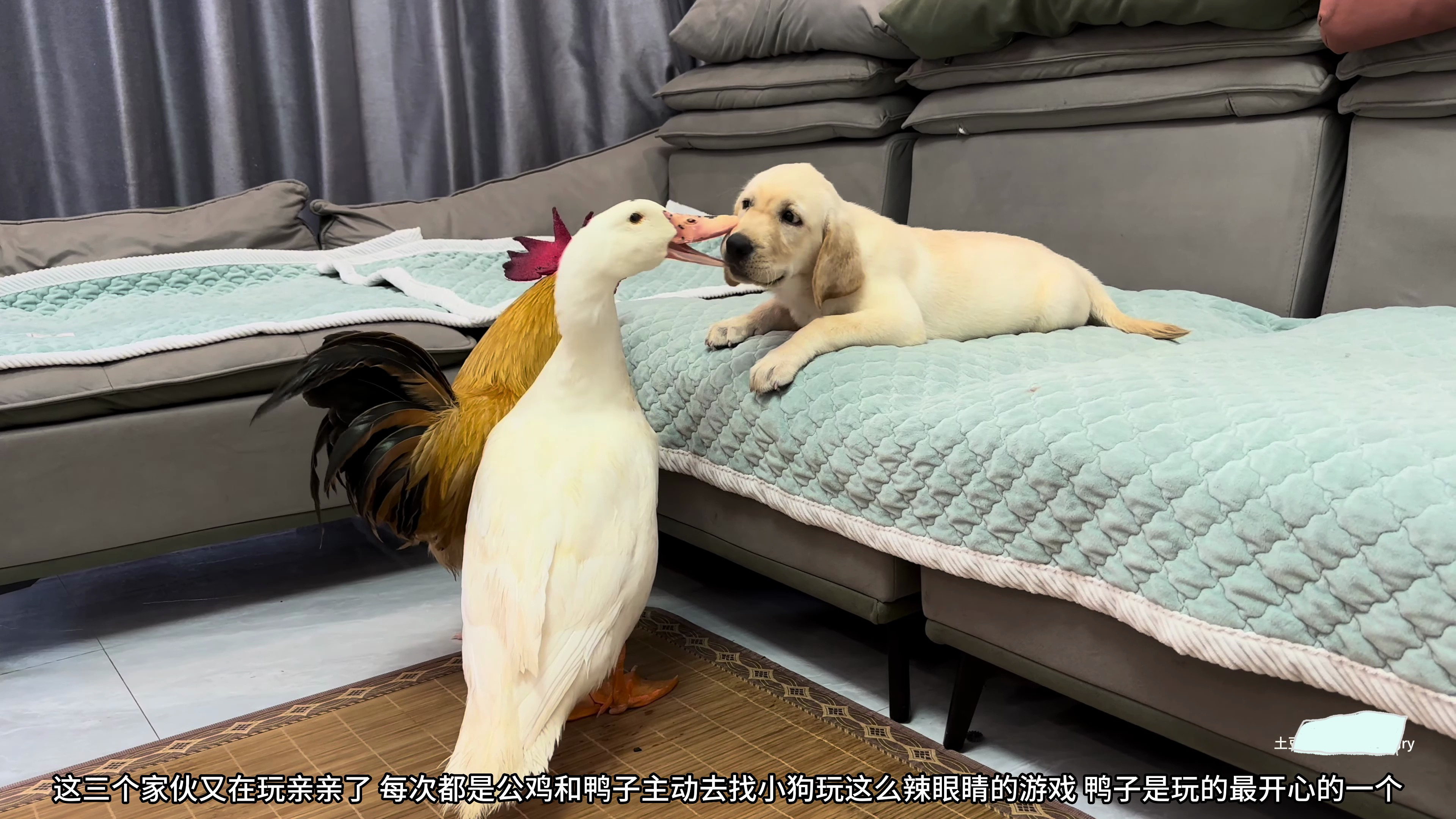 公鸡和鸭子一起到沙发边找狗子玩耍,这三个家伙的感情真是不错