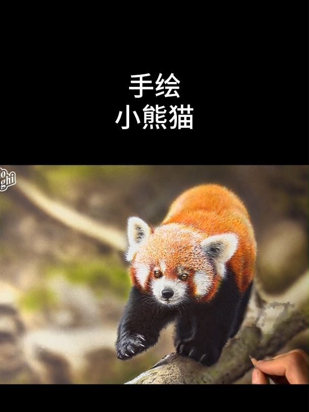 俄罗斯画家 如何手绘一只小熊猫?