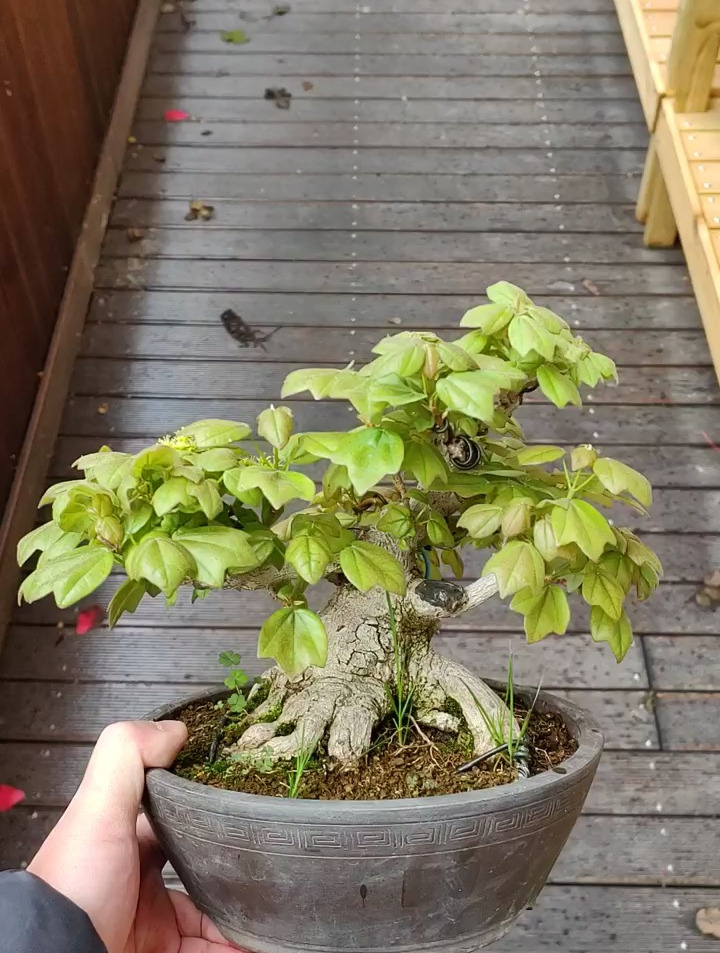 宫祥枫盆景制作技巧,盆景艺术-度小视
