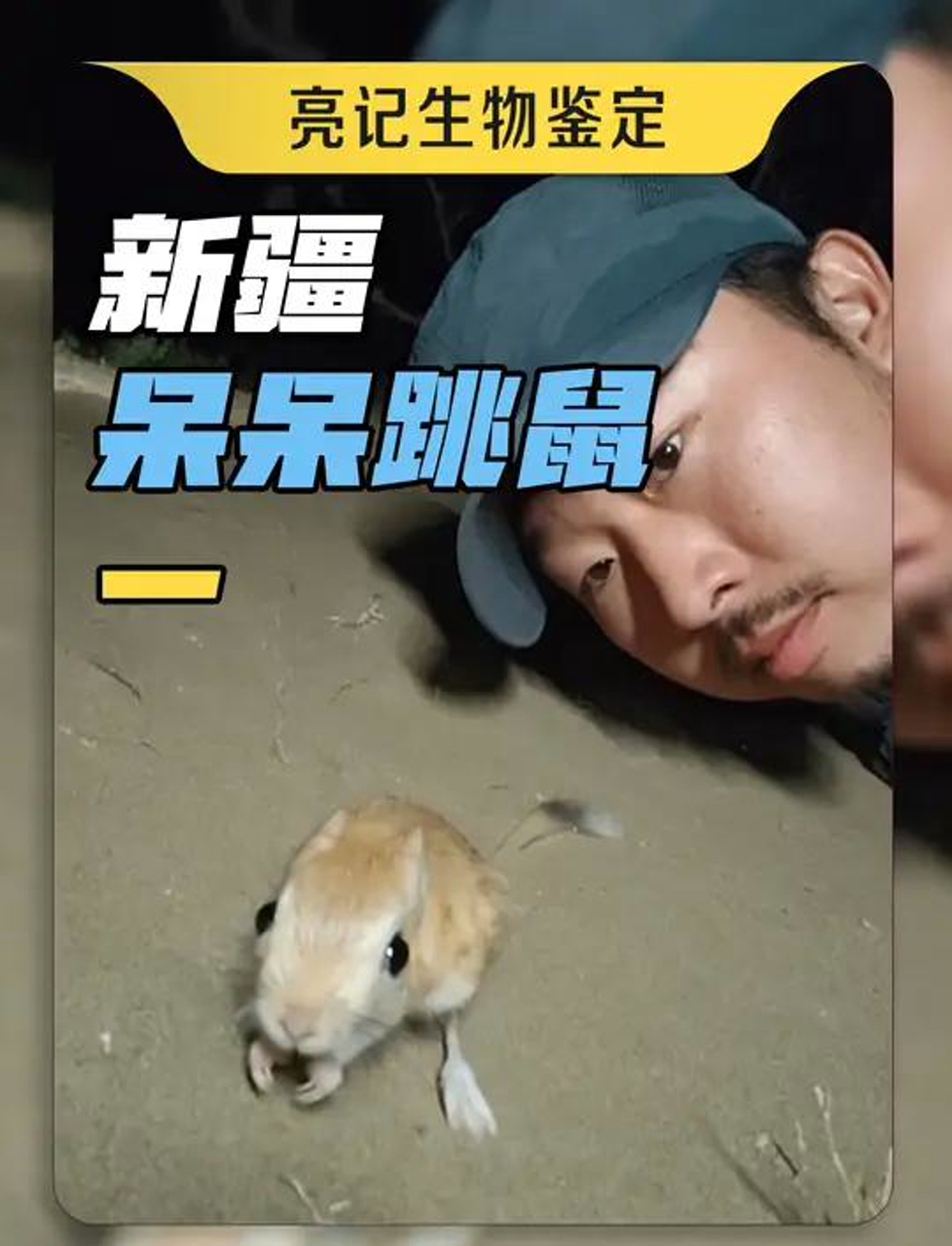 新疆荒漠的傻眼跳鼠和大耳朵刺猬