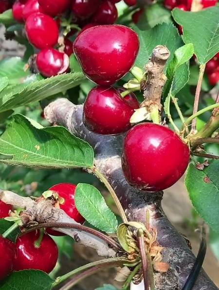 矮化早熟蜜露樱桃树苗 成熟期早 过个大 不裂果