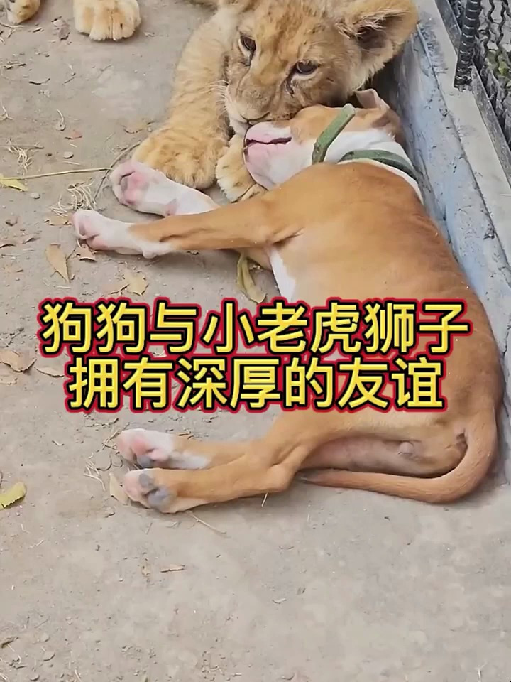 小狗和小狮子的朝夕相处