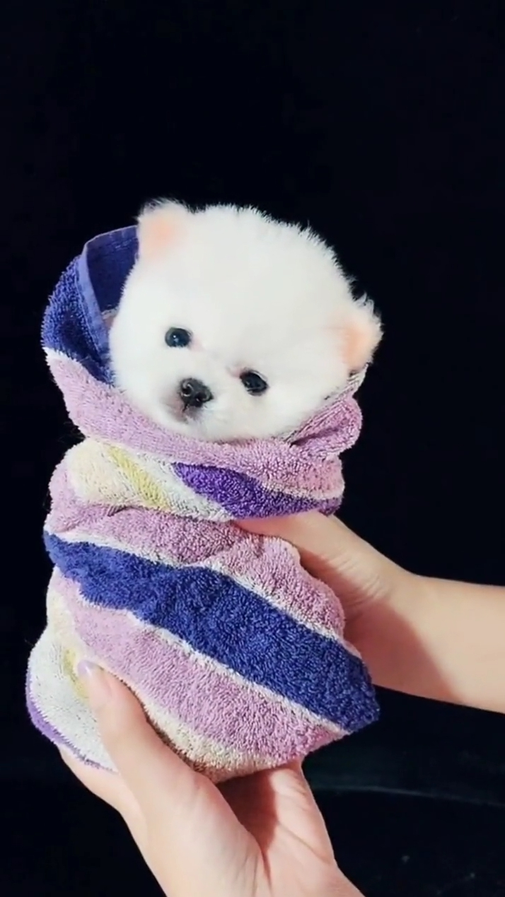 呆萌可爱的茶杯犬,你喜欢吗