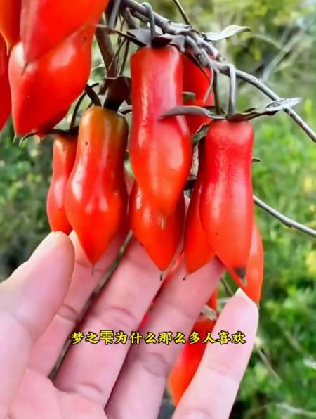 2022-10-089华哥玩盆景2488粉丝  关注二哈:跑到嘴边了,怎么能放过!