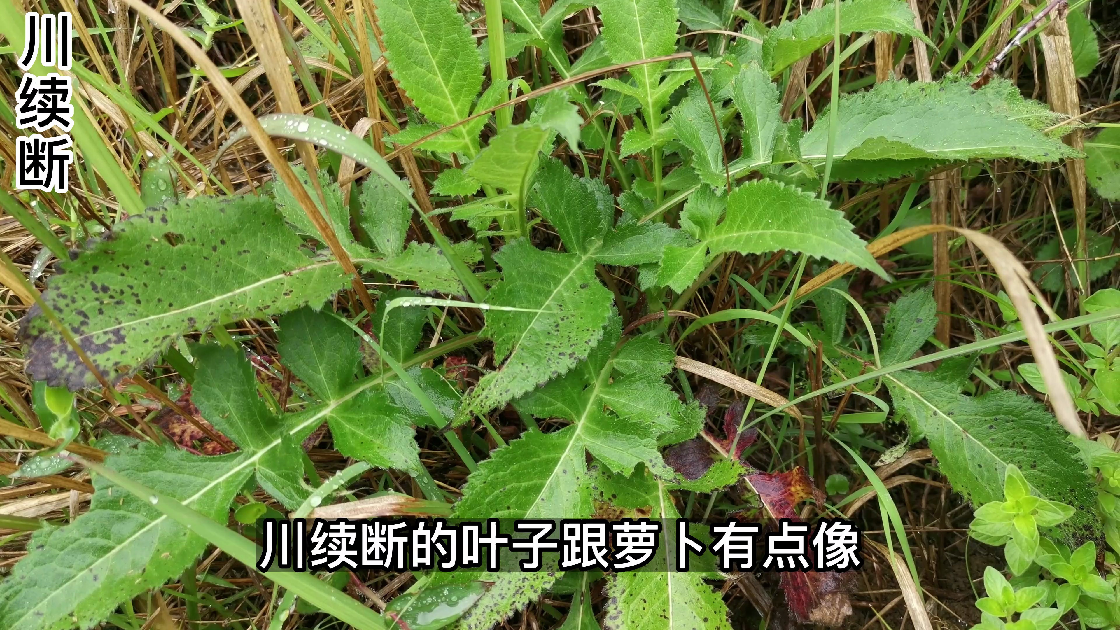 这种叶子像萝卜的野菜叫川续断,是一味古老的著名药材,你认识嚒