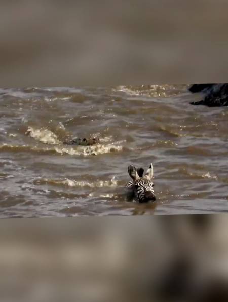 斑马被三只鳄鱼围剿,鳄鱼使出死亡翻滚,让斑马逃脱!-度小视