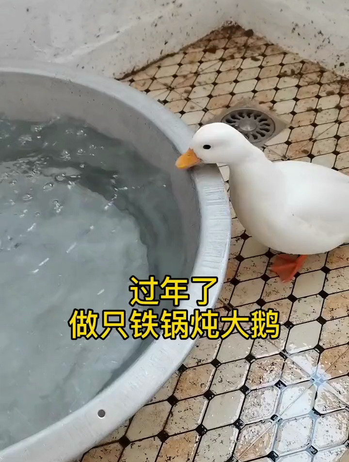 年夜饭铁锅炖大鹅豆奶真香!