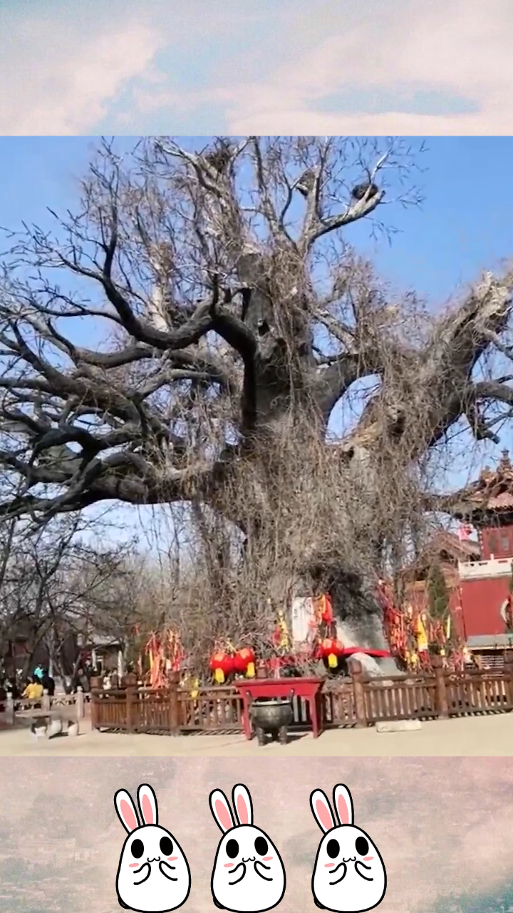 若问我祖先在何处山西洪洞大槐树终于见到了这颗大槐树