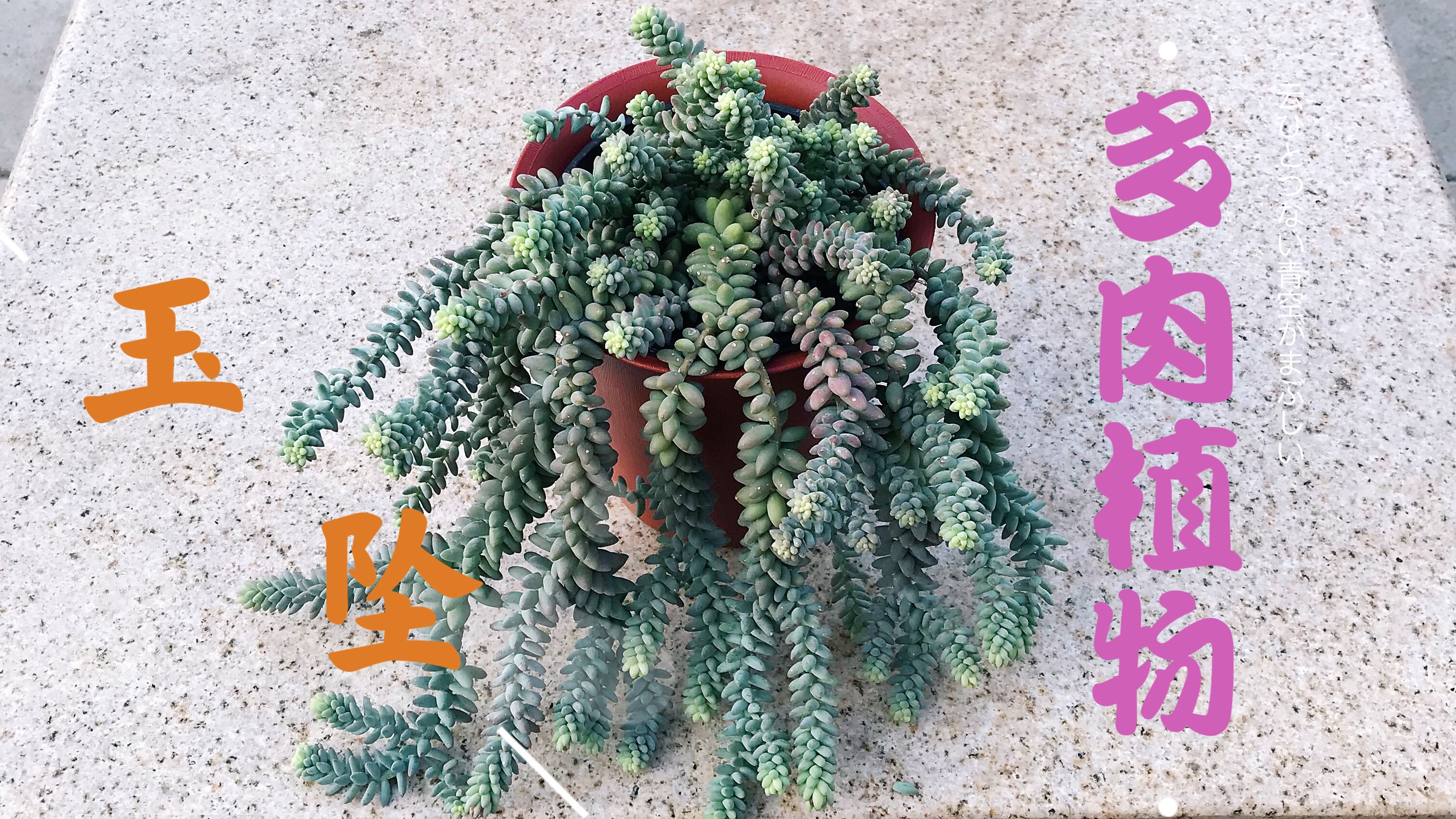 玉缀多肉植物 好养又漂亮 轻松养爆盆