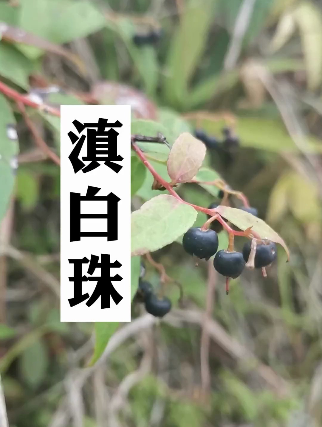 滇白珠 一种可以做清凉油的草