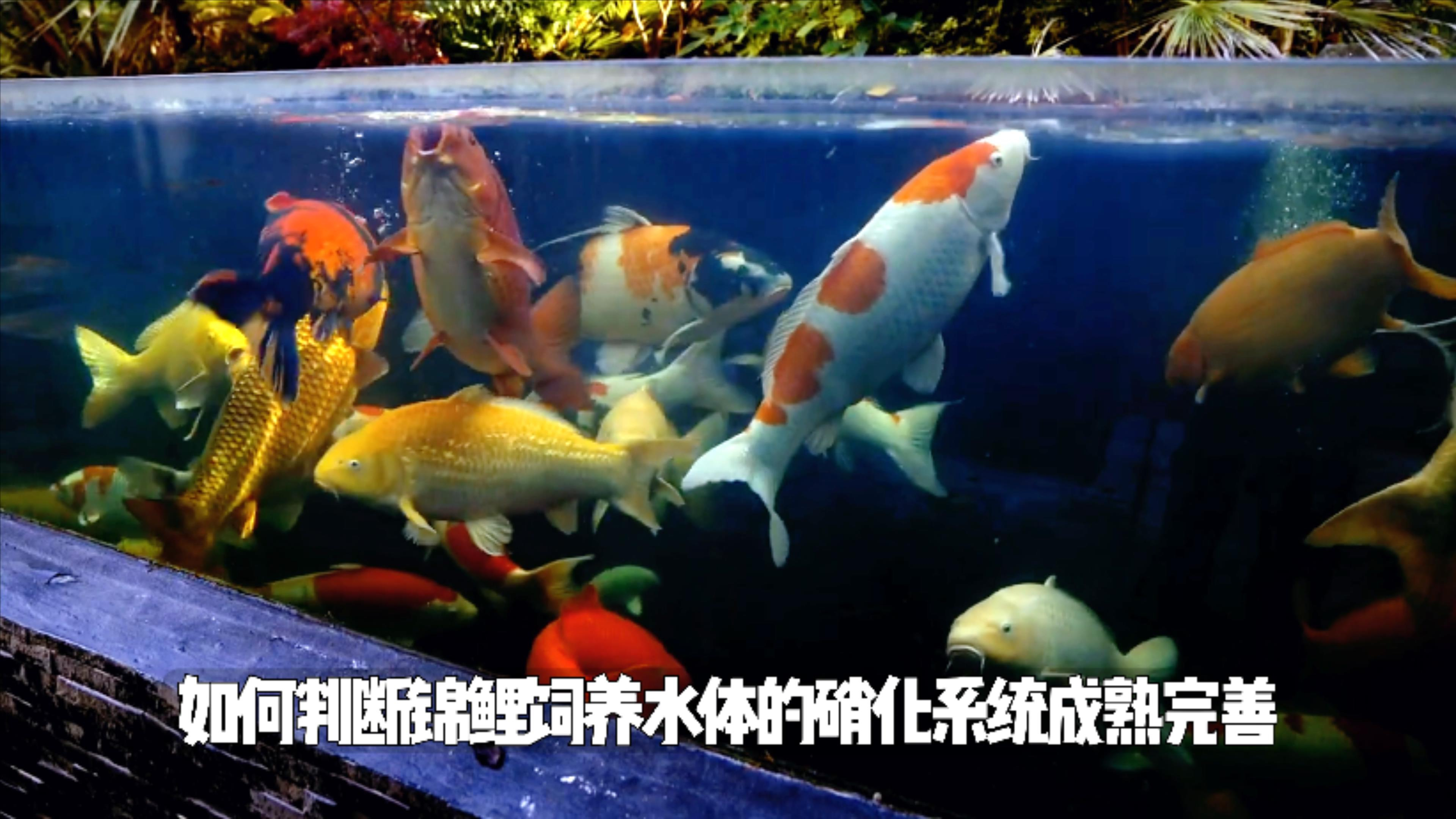 如何通过水质监测的数值 判断自己鱼池(缸)的硝化系统是否完善