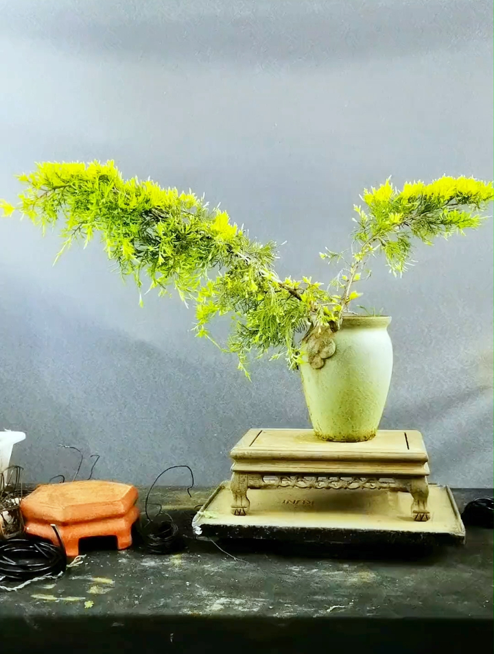 一棵双杆的真柏,看我如何修剪成临水盆景的!-度小视