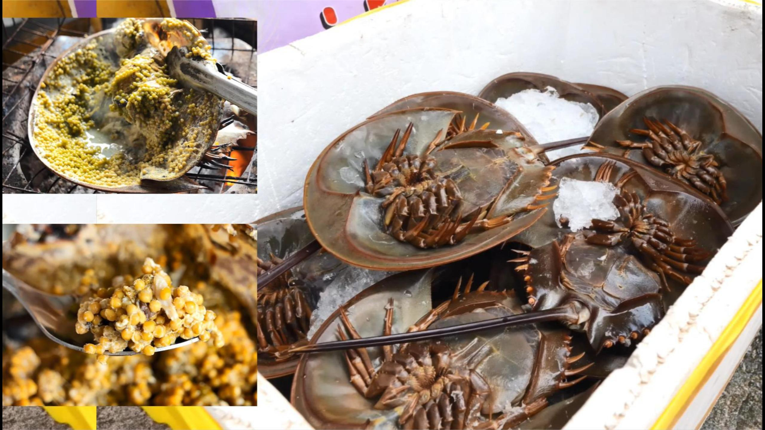 吃过吗?泰国烤鲎(马蹄蟹)——泰国街头美食分享