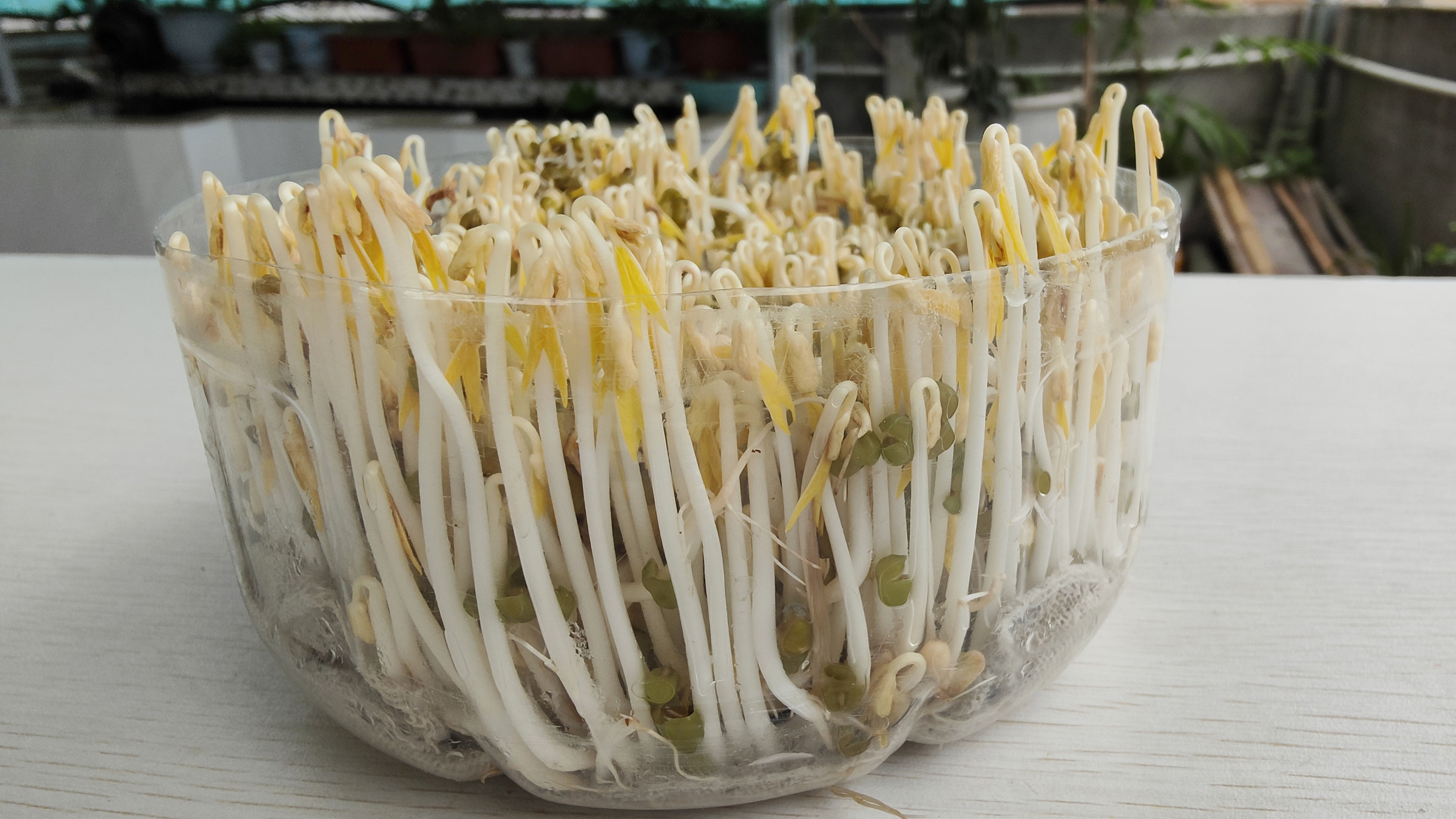 一把绿豆两碗水,3分钟教你在家自己发豆芽,四天能吃上鲜嫩豆芽