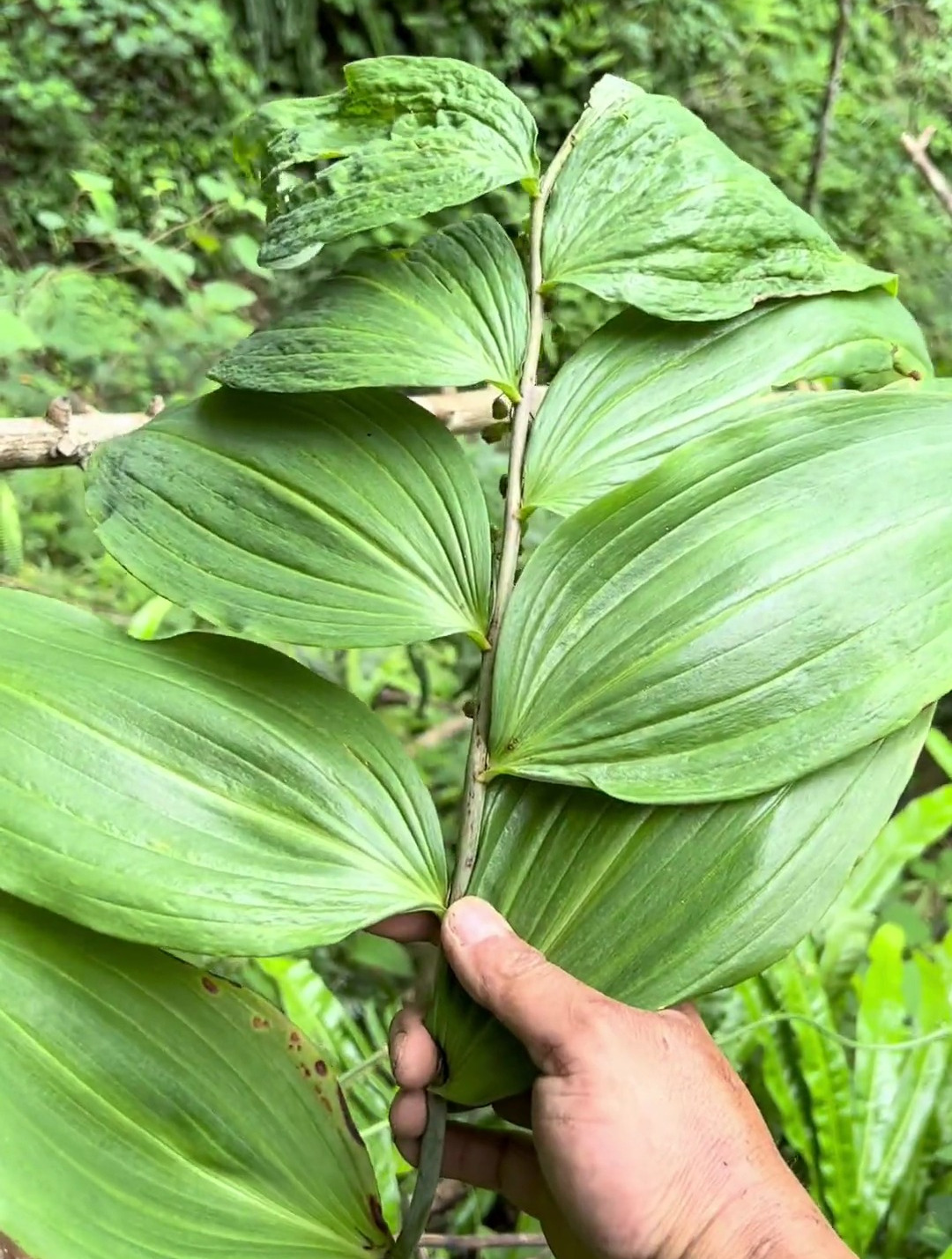 你们家乡有这种野生黄精药材吗?