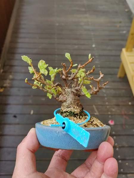 大根盘矮霸宫祥枫,盆景制作技巧分享-度小视