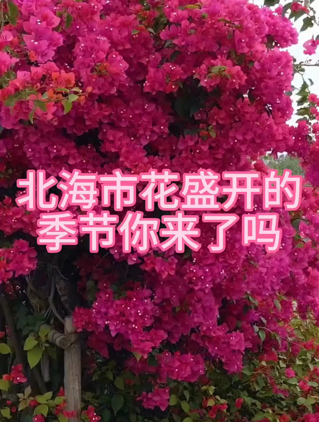 北海房产北海市花三角梅盛开