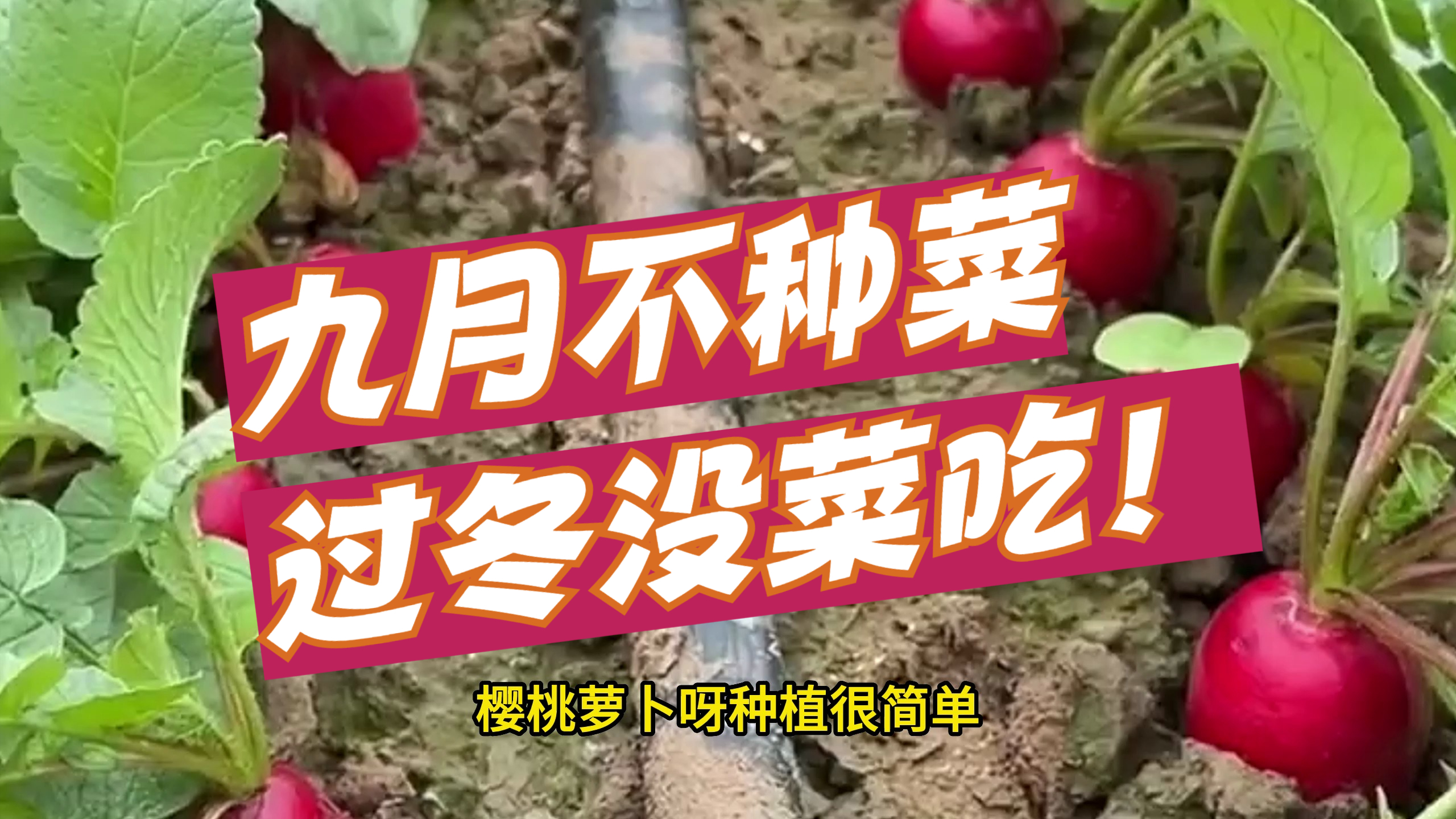 九月不种菜,过冬没菜吃!